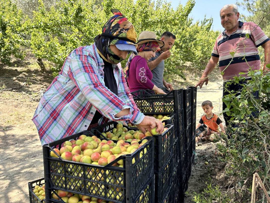 Yazın en güzel meyvesi: C vitamini deposu, metabolizmayı pervane gibi çalıştırıyor! Tarlada kilosu 25 TL 5